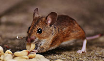 24 Hour & Emergency Exterminators in Libertyville, IL